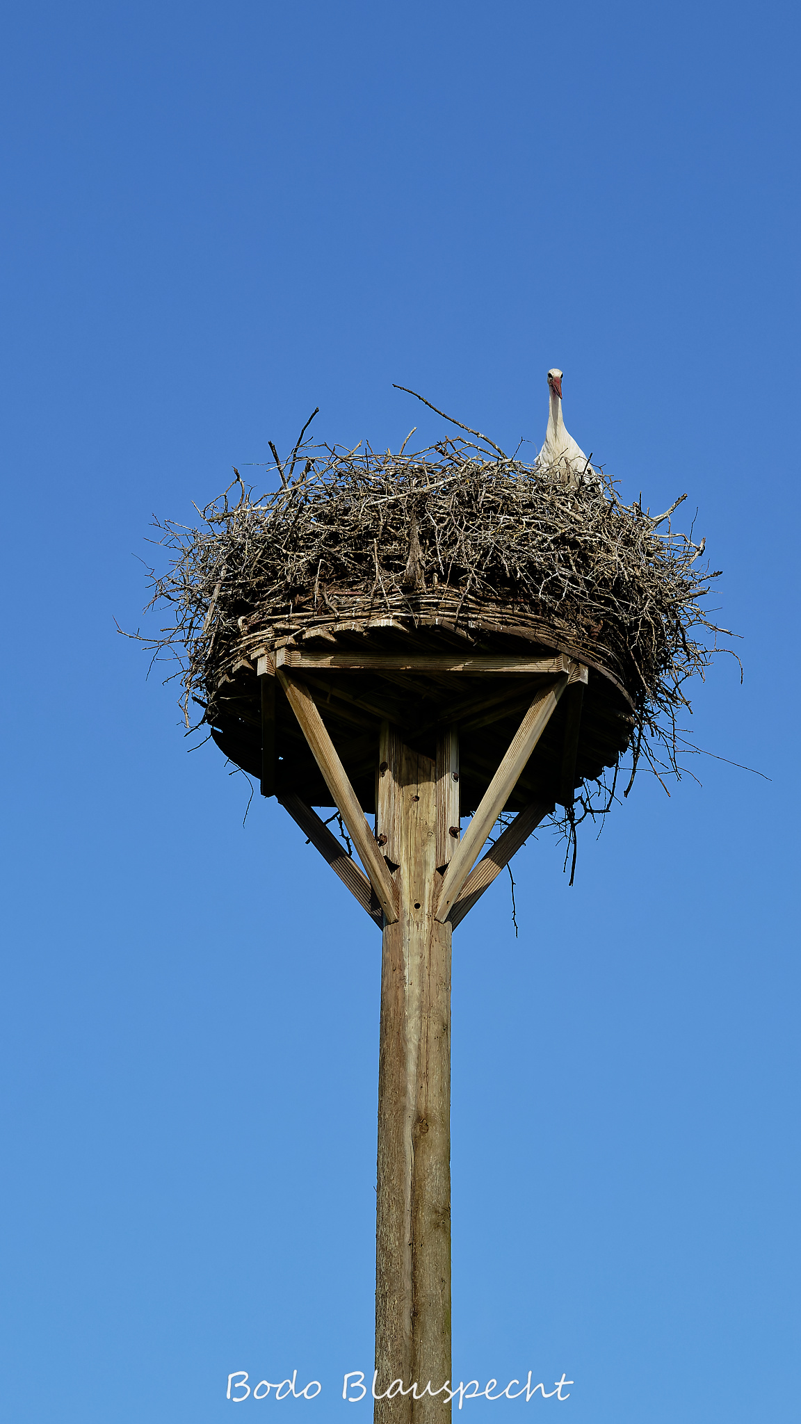 Jungstörche beringen Steveraue Olfen 2026.06.10 07.57 08 WEB